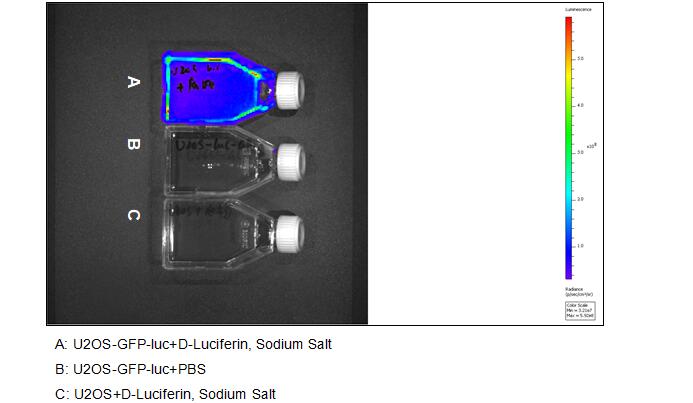 Human Luciferase  U2OS Osteosarcoma Cells (U2OS-Luc)