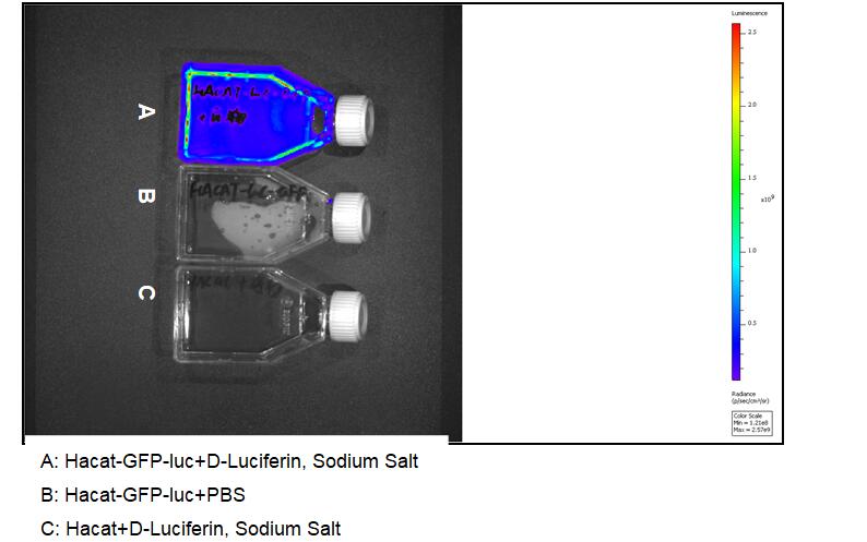 Human Luciferase HaCat Epidermal Cells (Hacat-Luc)