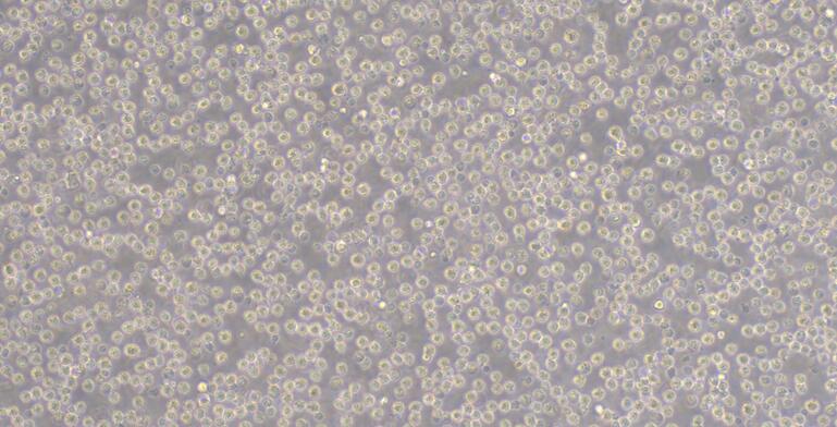 Human MV4-11 Myeloid Monocytic Leukemia Cells (MV4-11)