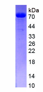 Eukaryotic E-cadherin