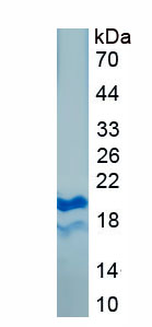 Eukaryotic Interferon Alpha (IFNa)