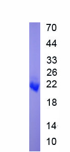 EPA056Bo61.jpg