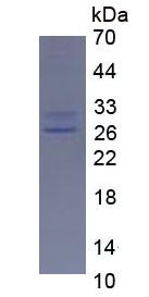 EPA063Hu61.jpg