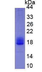 Eukaryotic Interleukin 4 (IL4)