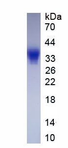 Eukaryotic Leukemia Inhibitory Factor (LIF)