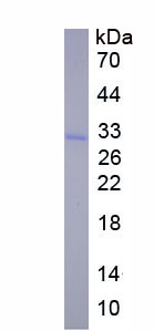 Eukaryotic Matrix Metalloproteinase 7 (MMP7)