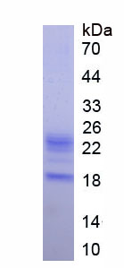 Eukaryotic Tumor Necrosis Factor Alpha (TNFa)