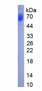 Eukaryotic Alpha 2-Antiplasmin (a2PI)