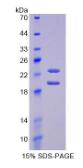 Eukaryotic Interferon Alpha 2 (IFNa2)