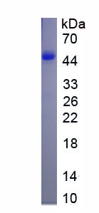 Eukaryotic Galectin 9 (GAL9)