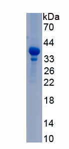 Eukaryotic Collagen Type I Alpha 1 (COL1a1)