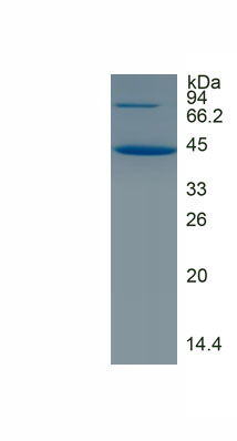 EPA372Hu61.jpg