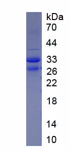 EPA373Hu61.jpg