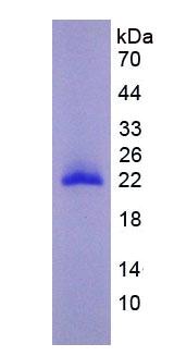 EPA553Mu51.jpg