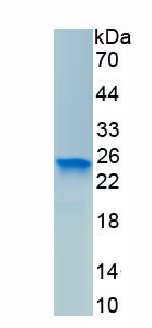 Eukaryotic Procollagen III N-Terminal Propeptide (PIIINP)