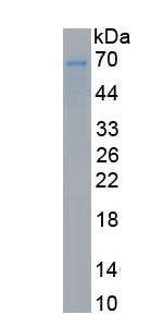 Eukaryotic Granzyme B (GZMB)