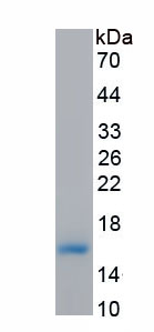 Eukaryotic Bone Morphogenetic Protein 7 (BMP7)