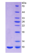 Eukaryotic Aprotinin (AP)