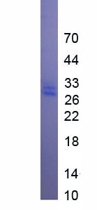 EPC029Ra61.jpg