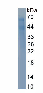 Eukaryotic Ki-67 Protein (Ki-67)