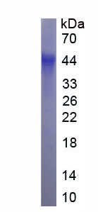 Eukaryotic Hepatitis A Virus Cellular Receptor 2 (HAVCR2)