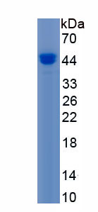 Eukaryotic G-Rich RNA Sequence Binding Factor 1 (GRSF1)