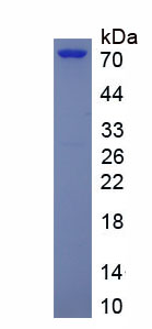 Eukaryotic Interleukin 23 (IL23)