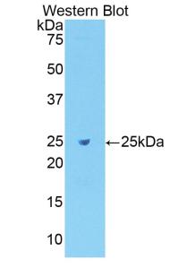 Biotin-Linked Polyclonal Antibody to Fibronectin (FN)