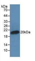 Monoclonal Antibody to Interferon Alpha (IFNa)