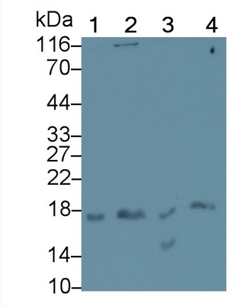 Monoclonal Antibody to Interleukin 17 (IL17)