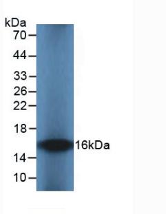 Monoclonal Antibody to Interleukin 8 (IL8)