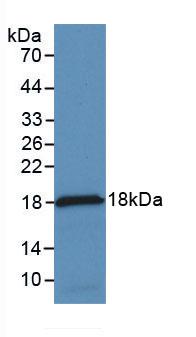 Monoclonal Antibody to Monocyte Chemotactic Protein 1 (MCP1)