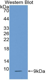 Monoclonal Antibody to Macrophage Inflammatory Protein 1 Alpha (MIP1a)