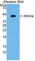 Monoclonal Antibody to Macrophage Inflammatory Protein 3 Alpha (MIP3a)