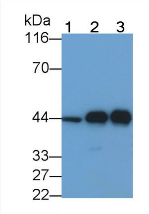 MAA109Hu29.jpg