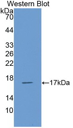 MAA116Ca21.jpg