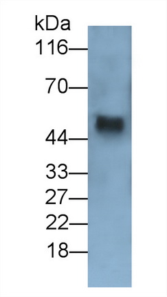 MAA124Hu27.jpg