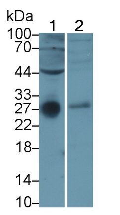 MAA137Hu22.jpg