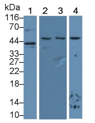 MAA143Po22.jpg