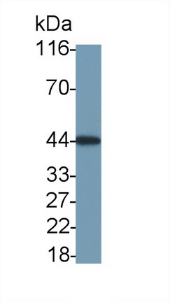 MAA143Ra22.jpg