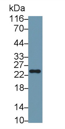 MAA143Ra23.jpg