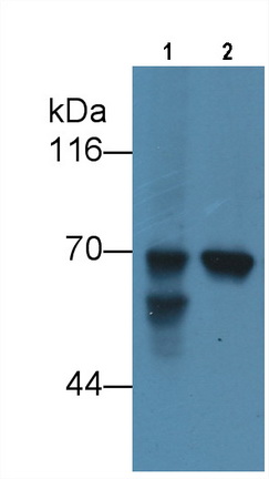 MAA153Hu29.jpg