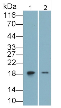 MAA223Hu24.jpg