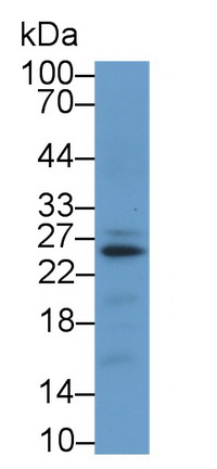 MAA227Hu22.jpg