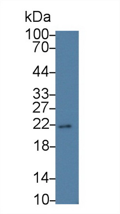 Monoclonal Antibody to Cyclophilin B (CYPB)