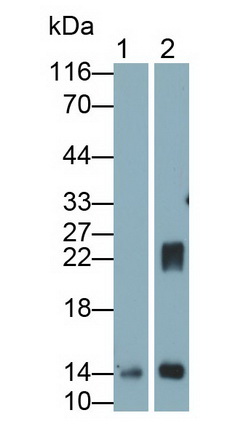 Monoclonal Antibody to Galectin 1 (GAL1)