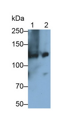 Monoclonal Antibody to Complement Component 3a (C3a)