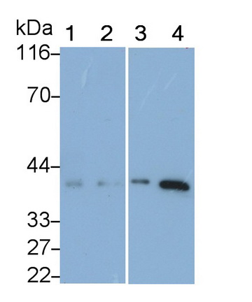 MAA391Hu23.jpg