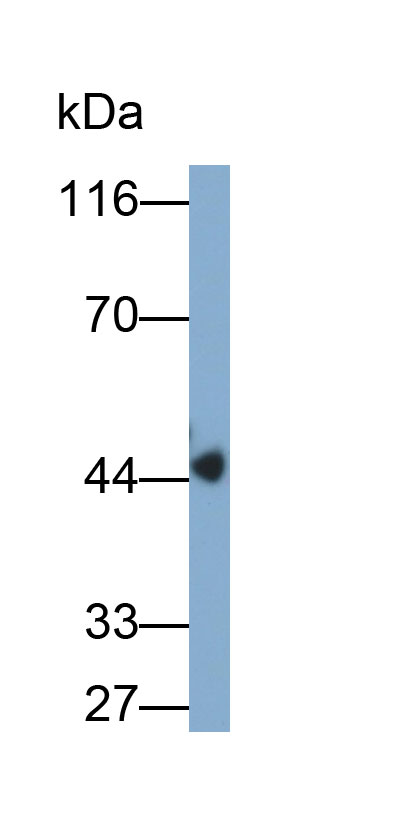 MAA394Hu21.jpg