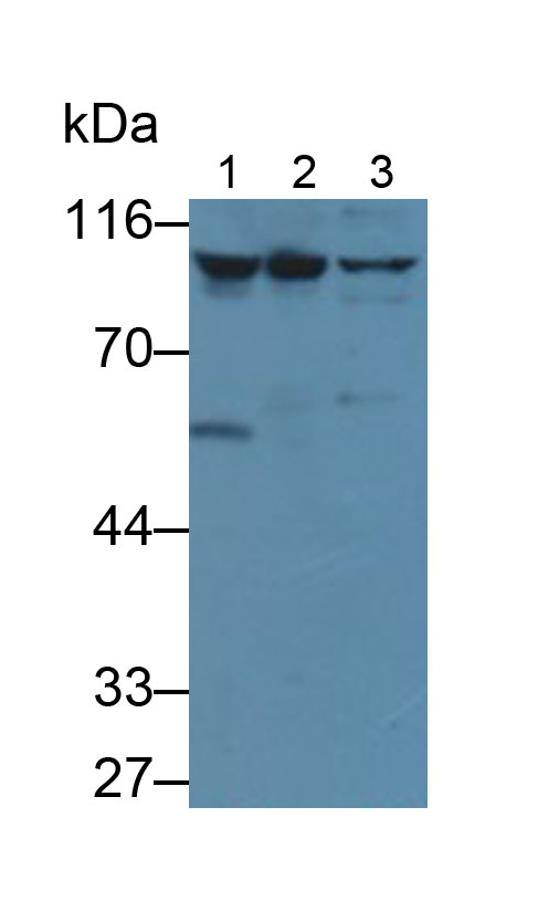 Monoclonal Antibody to Inhibin Alpha (INHa)